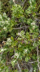 Chiliotrichum diffusum