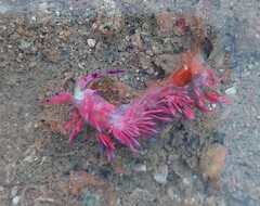 Pteraeolidia semperi