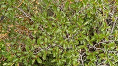 Nothofagus antarctica