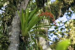 Guzmania multiflora
