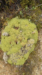 Bolax gummifera