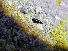 Cossoninae