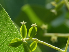 Terminalia elliptica