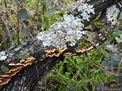 Parmelina tiliacea