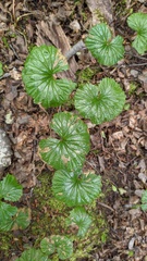 Gunnera magellanica