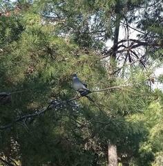 Columba palumbus