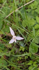 Codonorchis lessonii