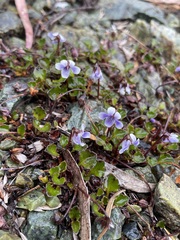 Viola serpentinicola