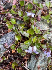 Viola serpentinicola