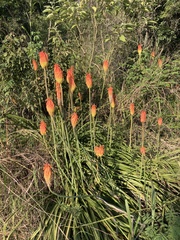 Kniphofia