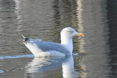 Larus argentatus