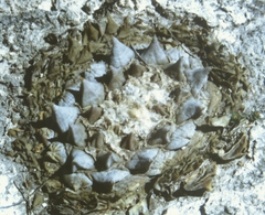Ariocarpus retusus retusus