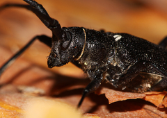 Monochamus sutor
