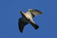 Columba palumbus
