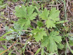 Ranunculus oxyspermus