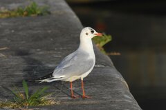 Chroicocephalus ridibundus