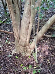 Chrysophyllum