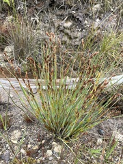 Restio complanatus (Restio complanatus)