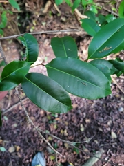 Chrysophyllum