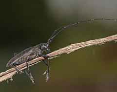 Monochamus sutor