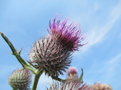 Cirsium boujartii
