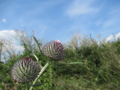 Cirsium boujartii