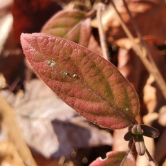 Lonicera