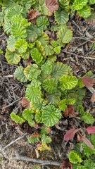 Rubus geoides
