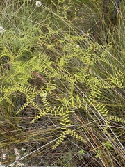 Gleichenia