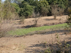 Limnobium laevigatum