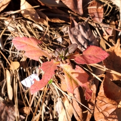 Lonicera