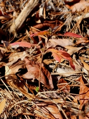 Lonicera