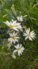 Chiliotrichum diffusum
