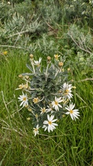 Chiliotrichum diffusum