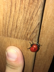 Leptinotarsa rubiginosa