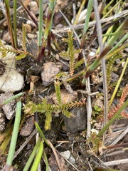 Selaginella uliginosa