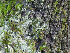 Cladonia chlorophaea