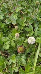 Acaena ovalifolia