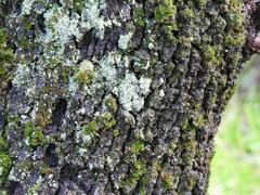 Cladonia chlorophaea