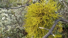 Misodendrum punctulatum