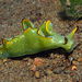 Babosas Lechuga de Mar - Photo (c) uwkwaj, algunos derechos reservados (CC BY-NC), subido por uwkwaj