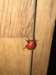 Leptinotarsa rubiginosa