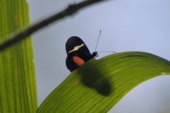 Heliconius clysonymus