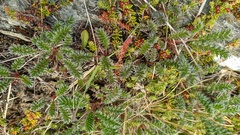 Acaena poeppigiana