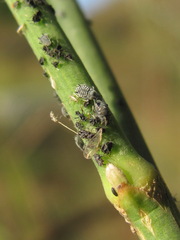 Aphis cytisorum sarothamni