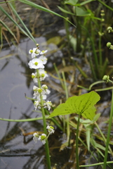 Sagittaria
