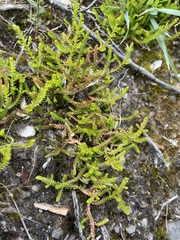 Selaginella uliginosa