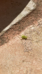 Cyrtoxipha columbiana