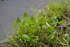 Sagittaria