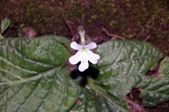 Streptocarpus pentherianus